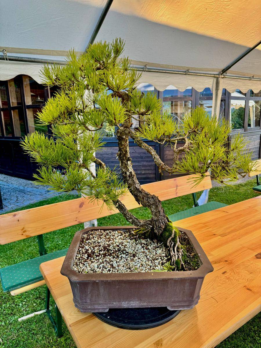 bonsai-skola-02