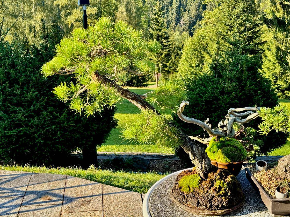 bonsai-skola-04