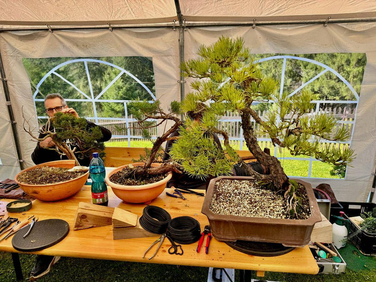 bonsai-skola-10