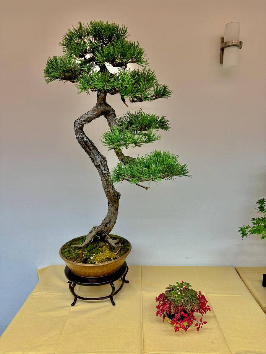 bonsai-skola-100
