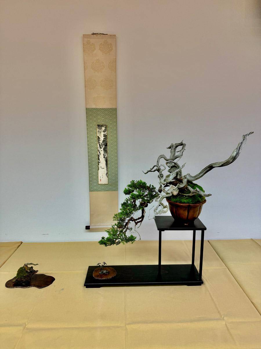 bonsai-skola-102