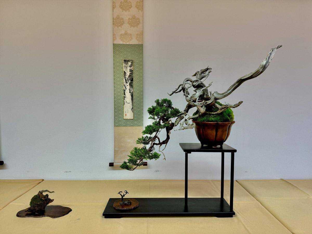 bonsai-skola-103