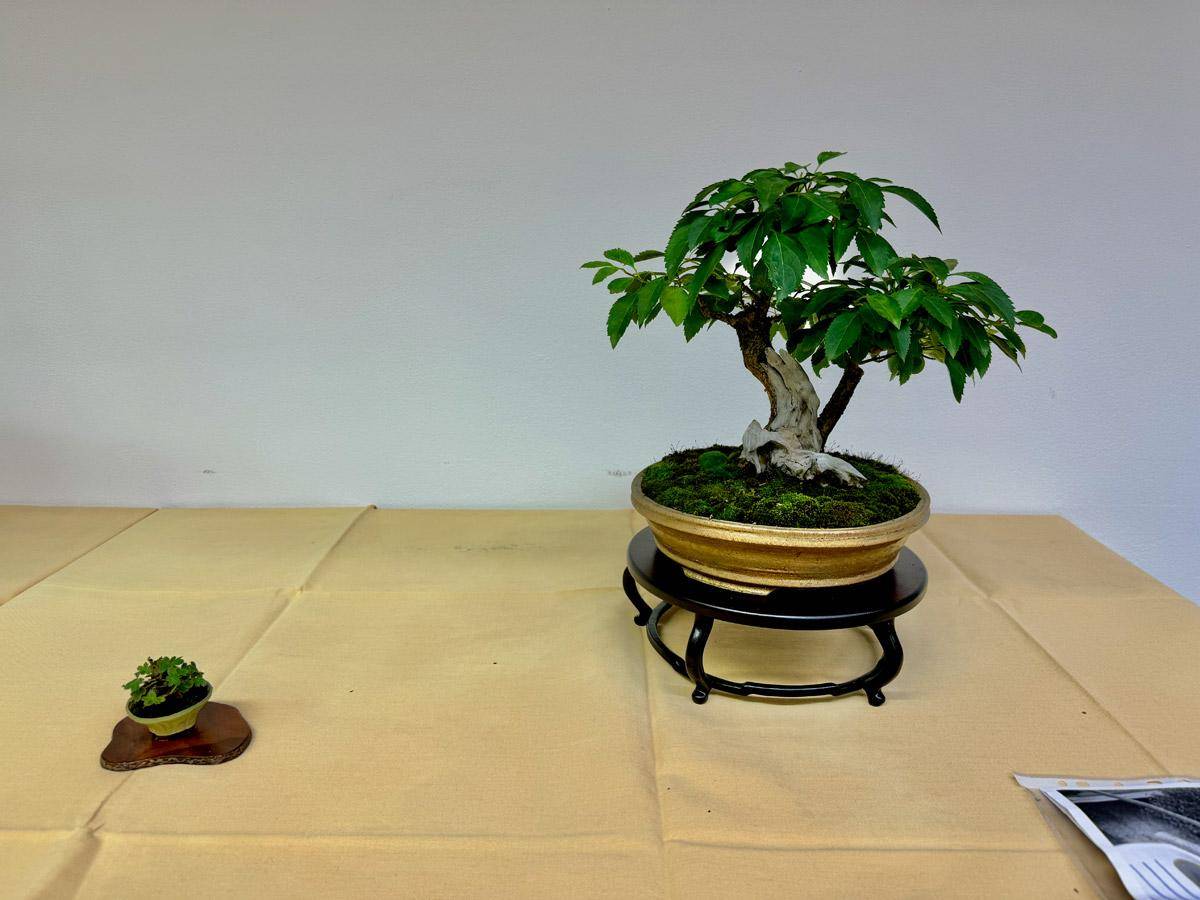 bonsai-skola-104