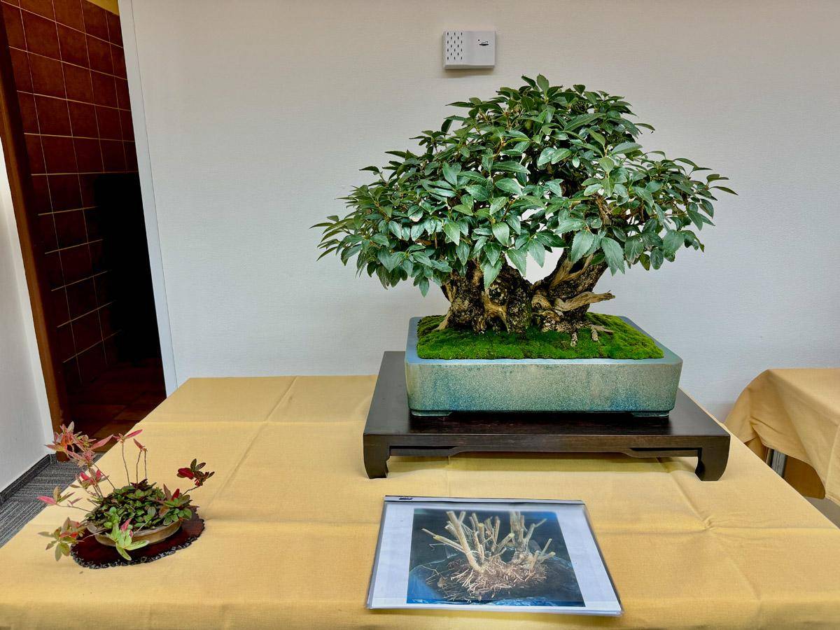 bonsai-skola-105