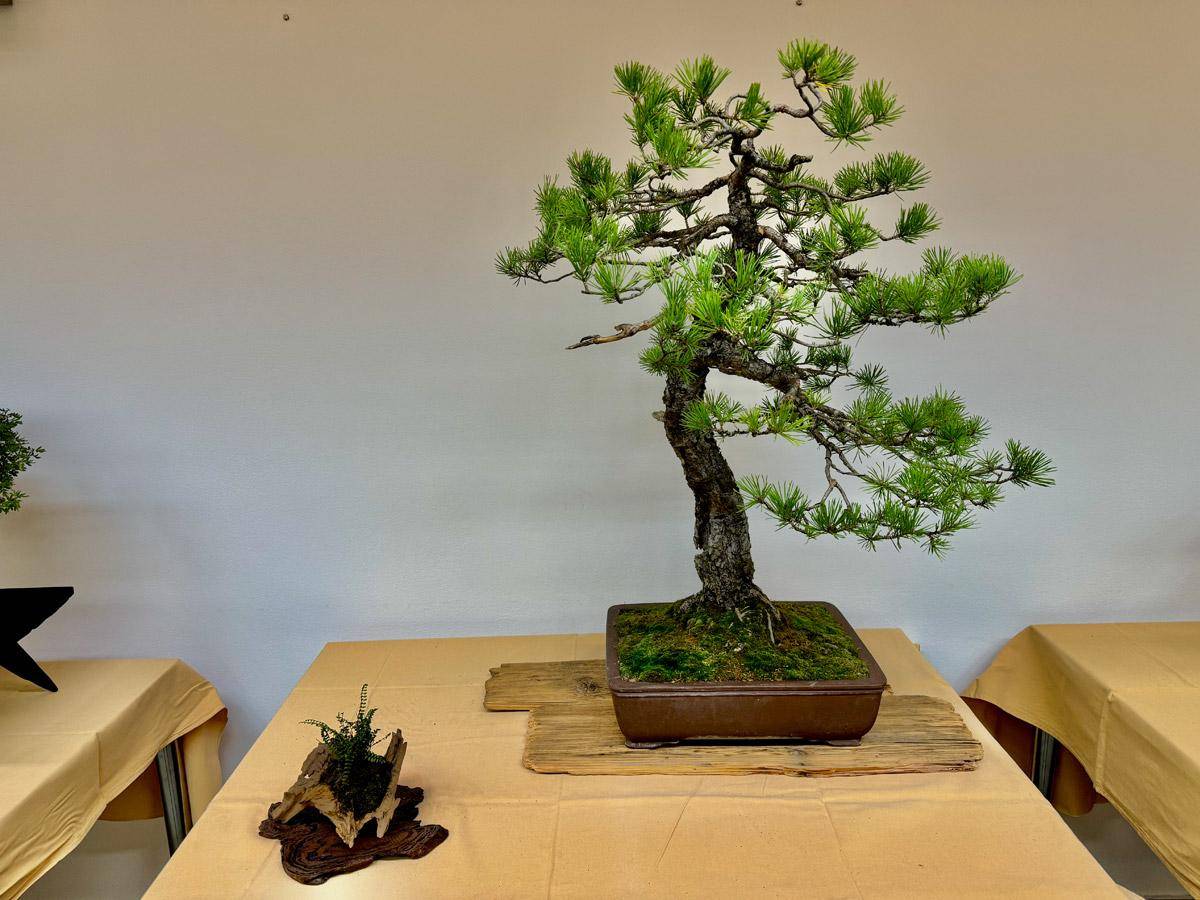 bonsai-skola-107