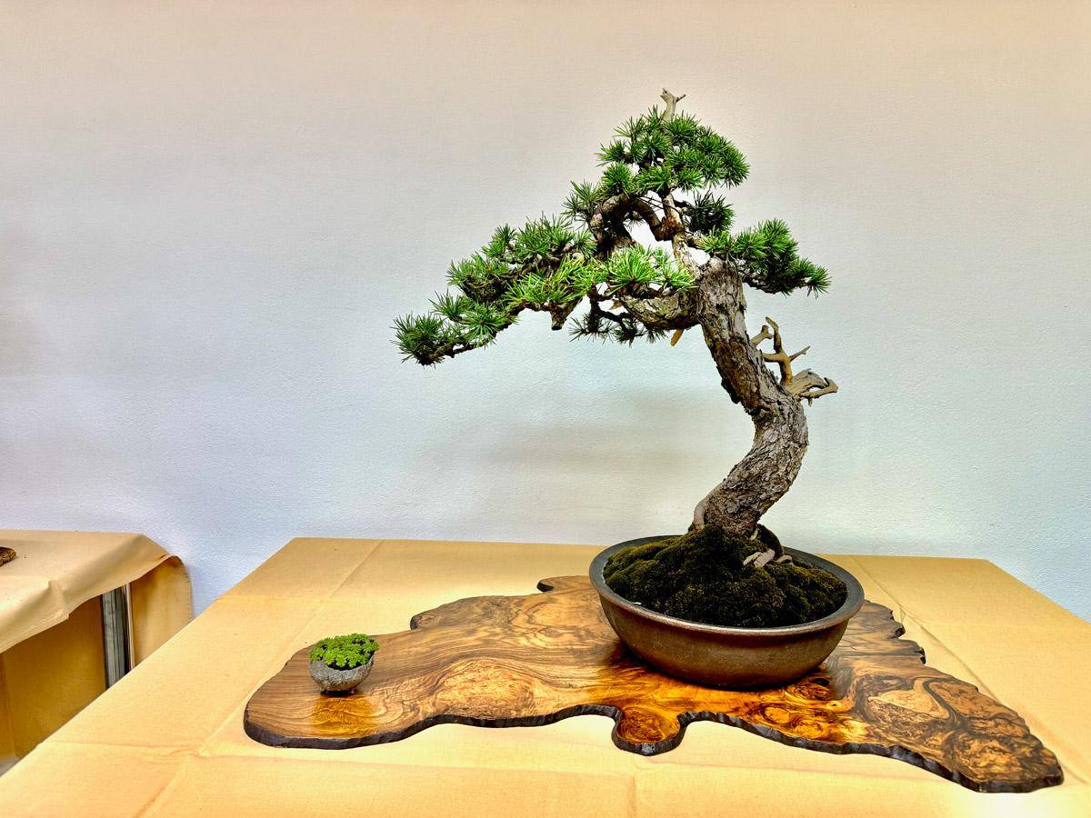 bonsai-skola-108