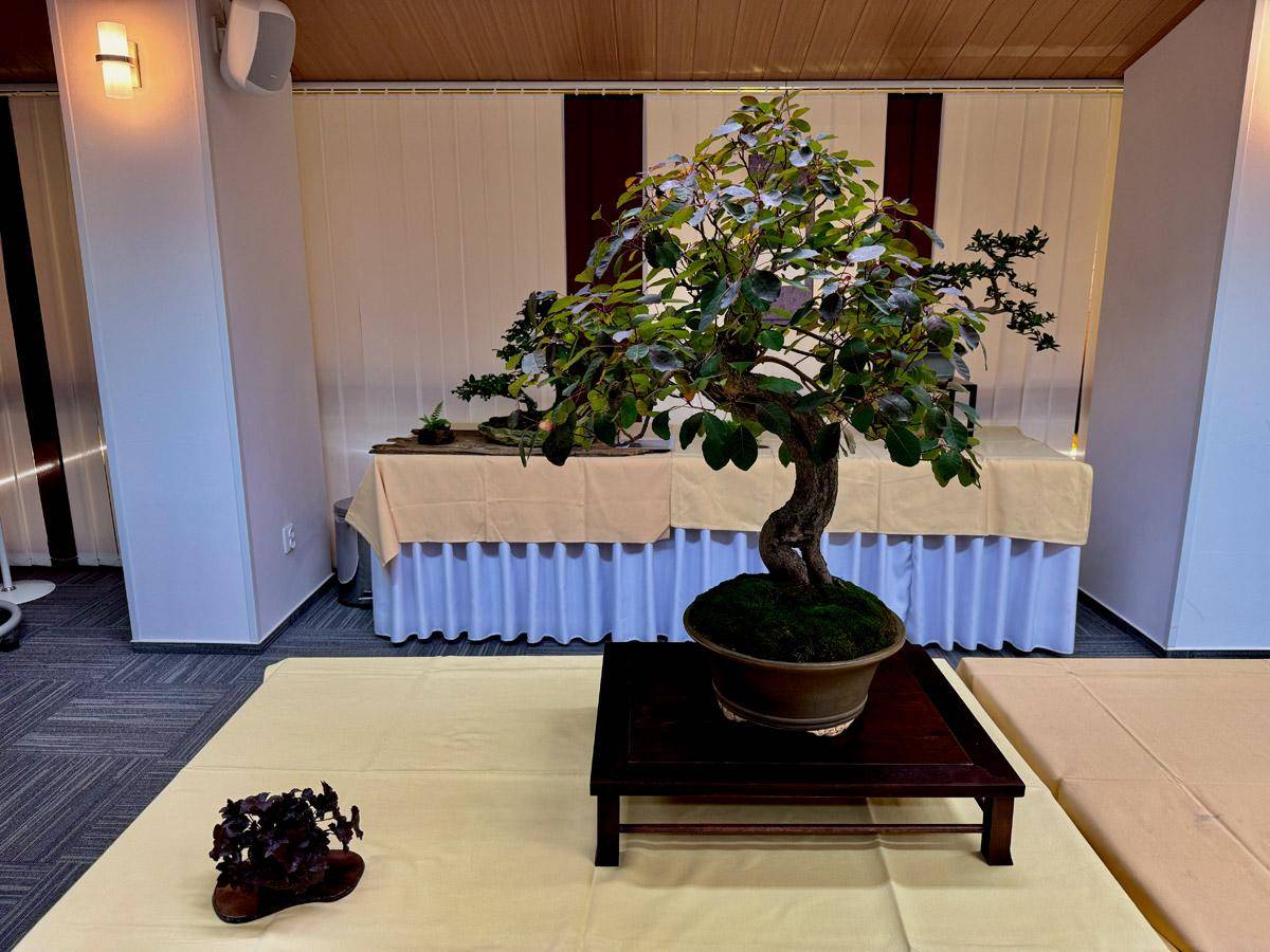bonsai-skola-110