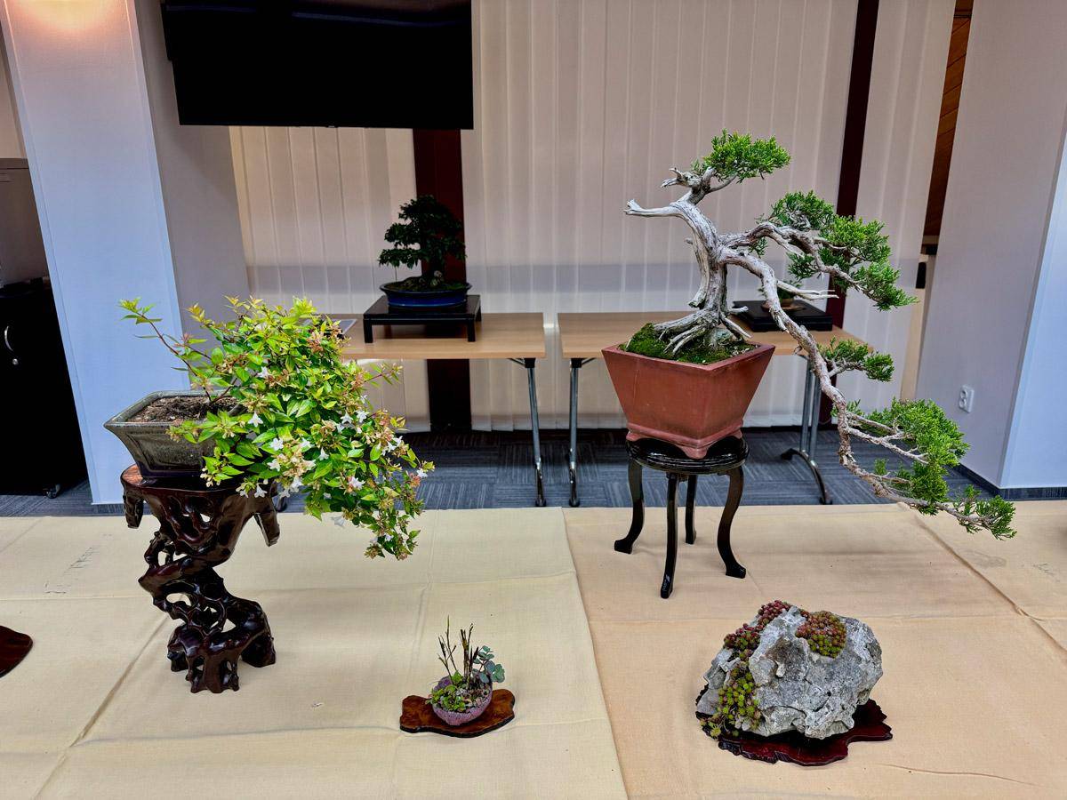 bonsai-skola-114