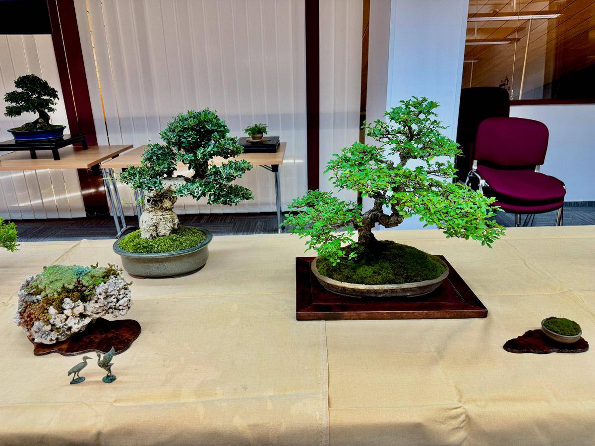 bonsai-skola-115