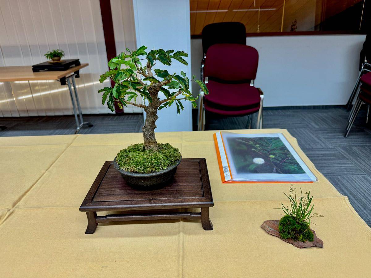 bonsai-skola-116
