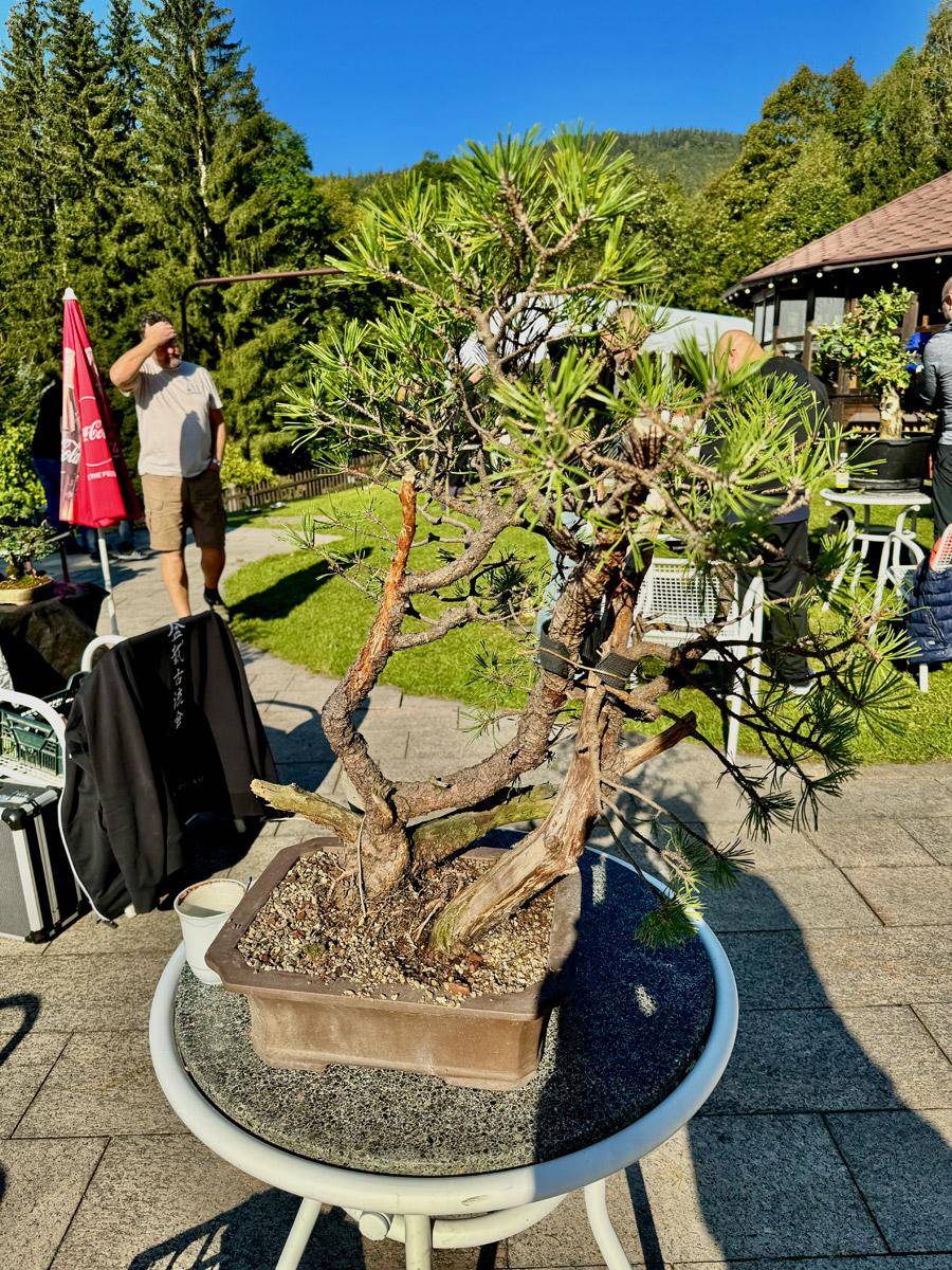 bonsai-skola-135