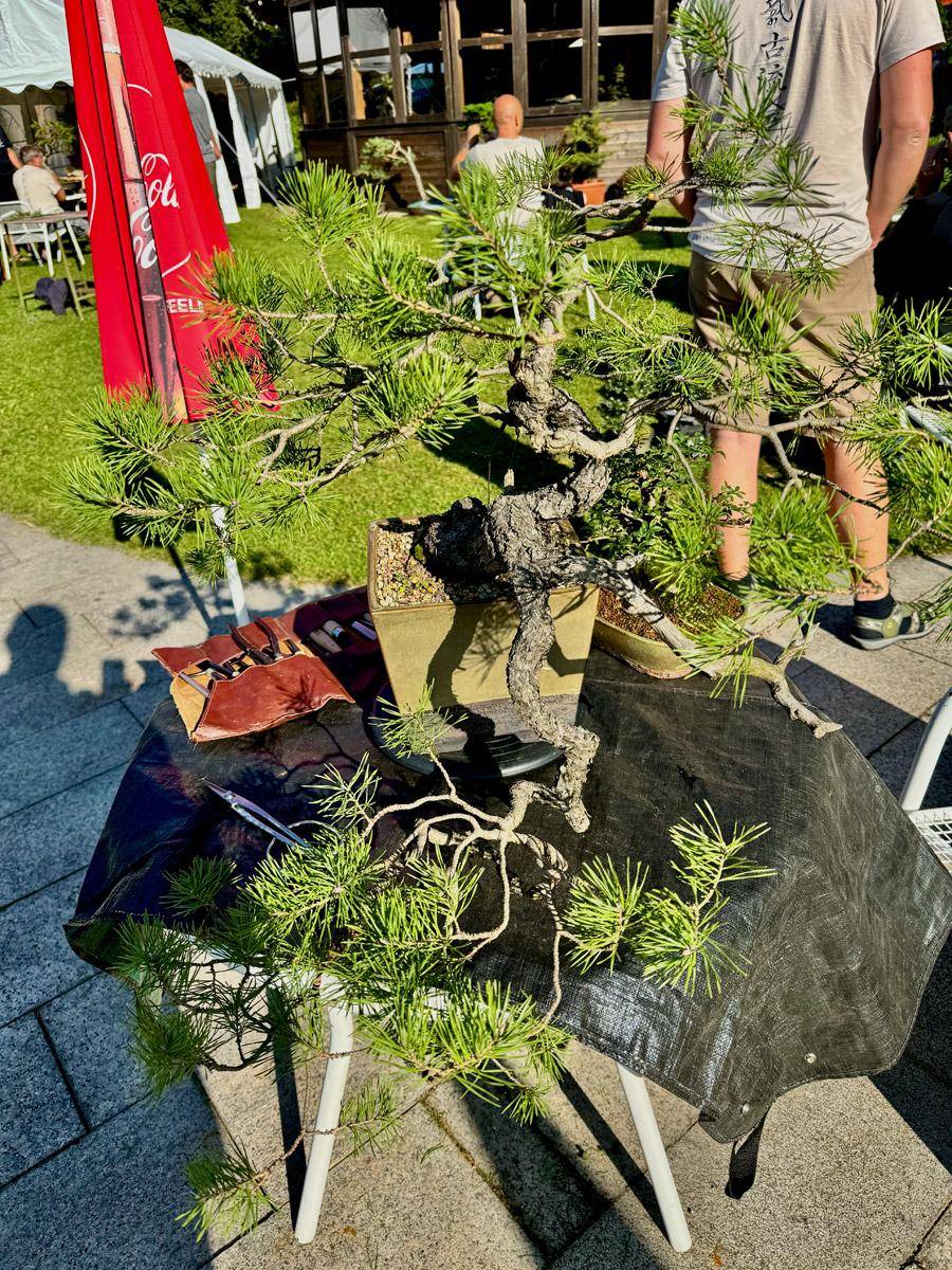 bonsai-skola-136