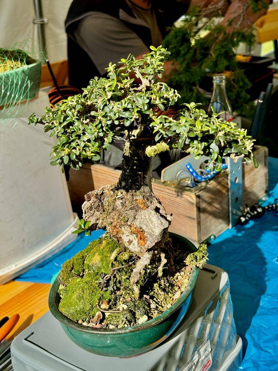 bonsai-skola-14