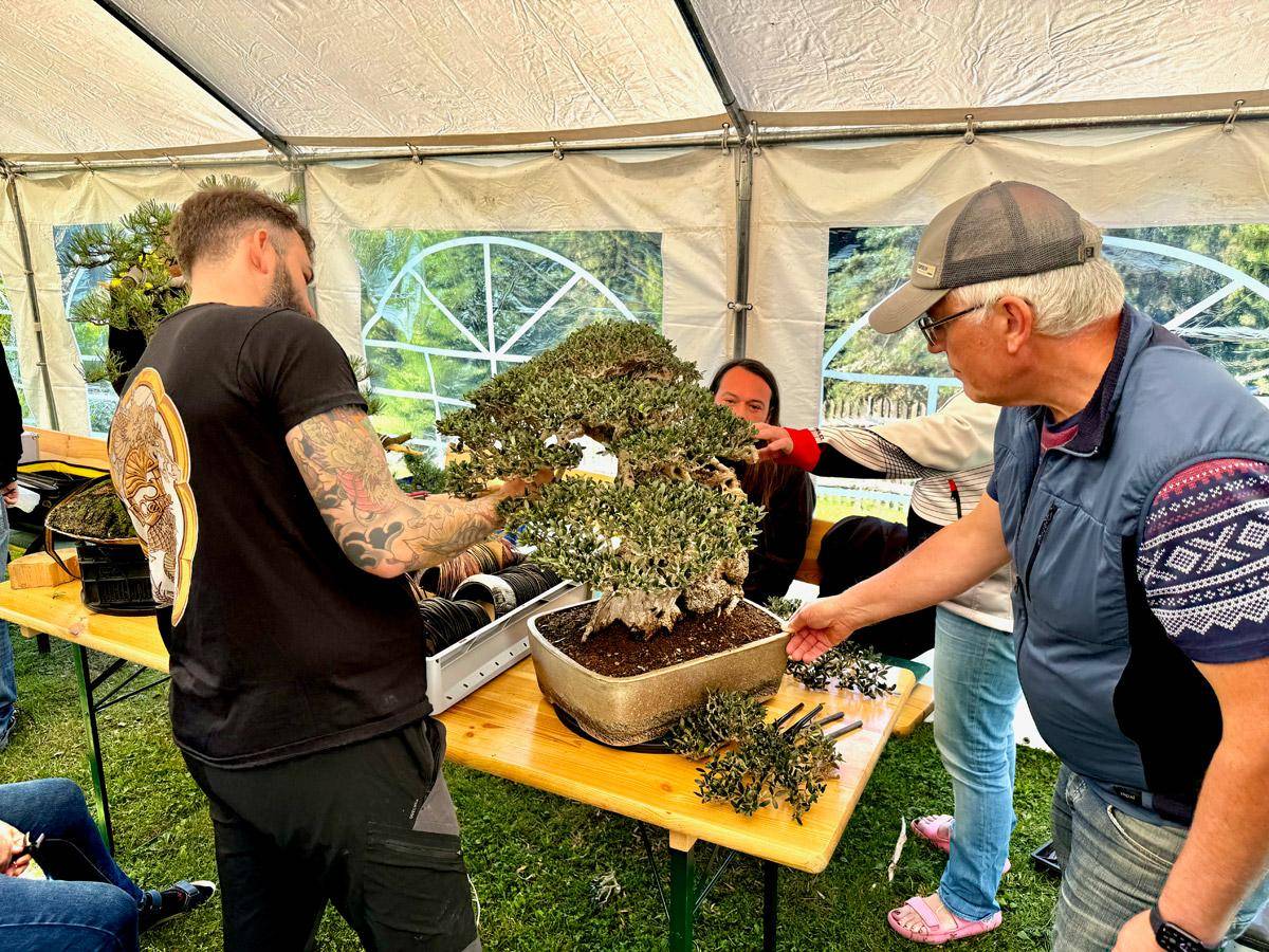bonsai-skola-143
