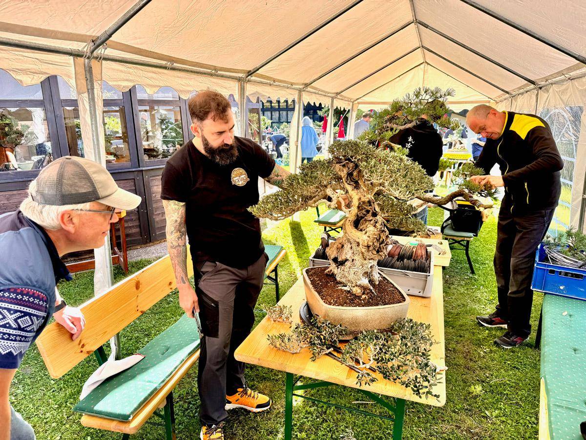 bonsai-skola-144