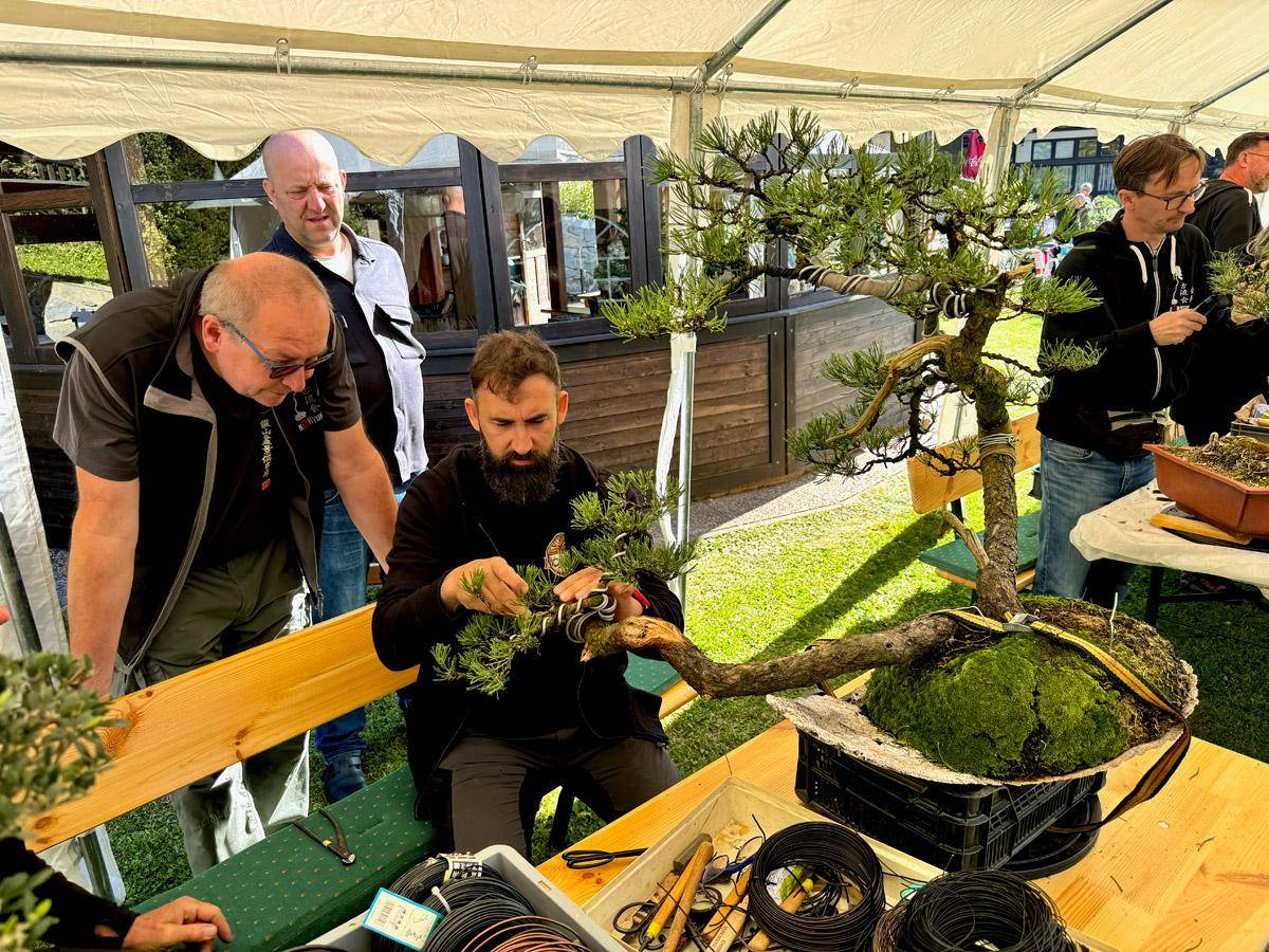 bonsai-skola-146