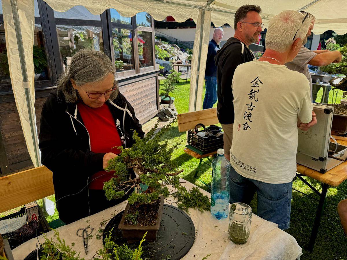 bonsai-skola-148