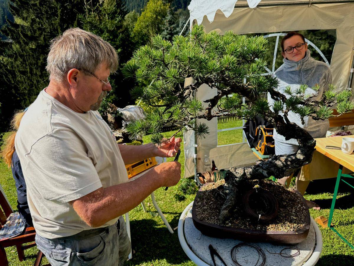 bonsai-skola-154