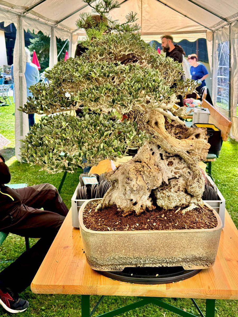bonsai-skola-158