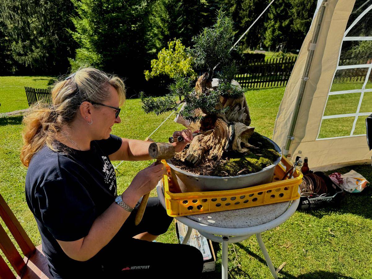 bonsai-skola-162