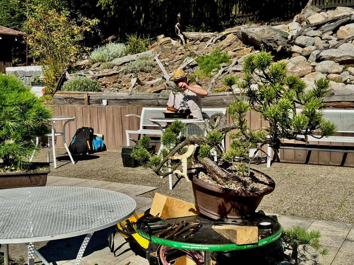 bonsai-skola-164