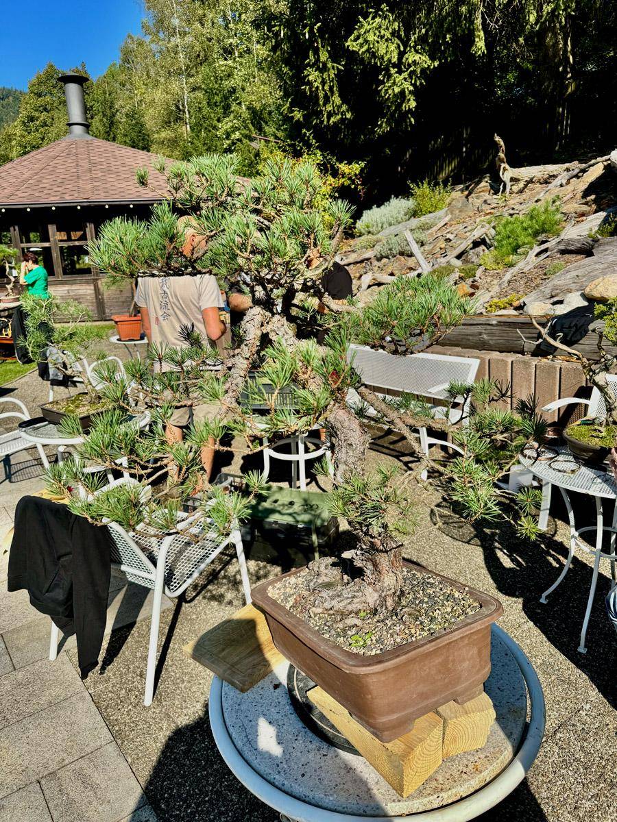 bonsai-skola-27