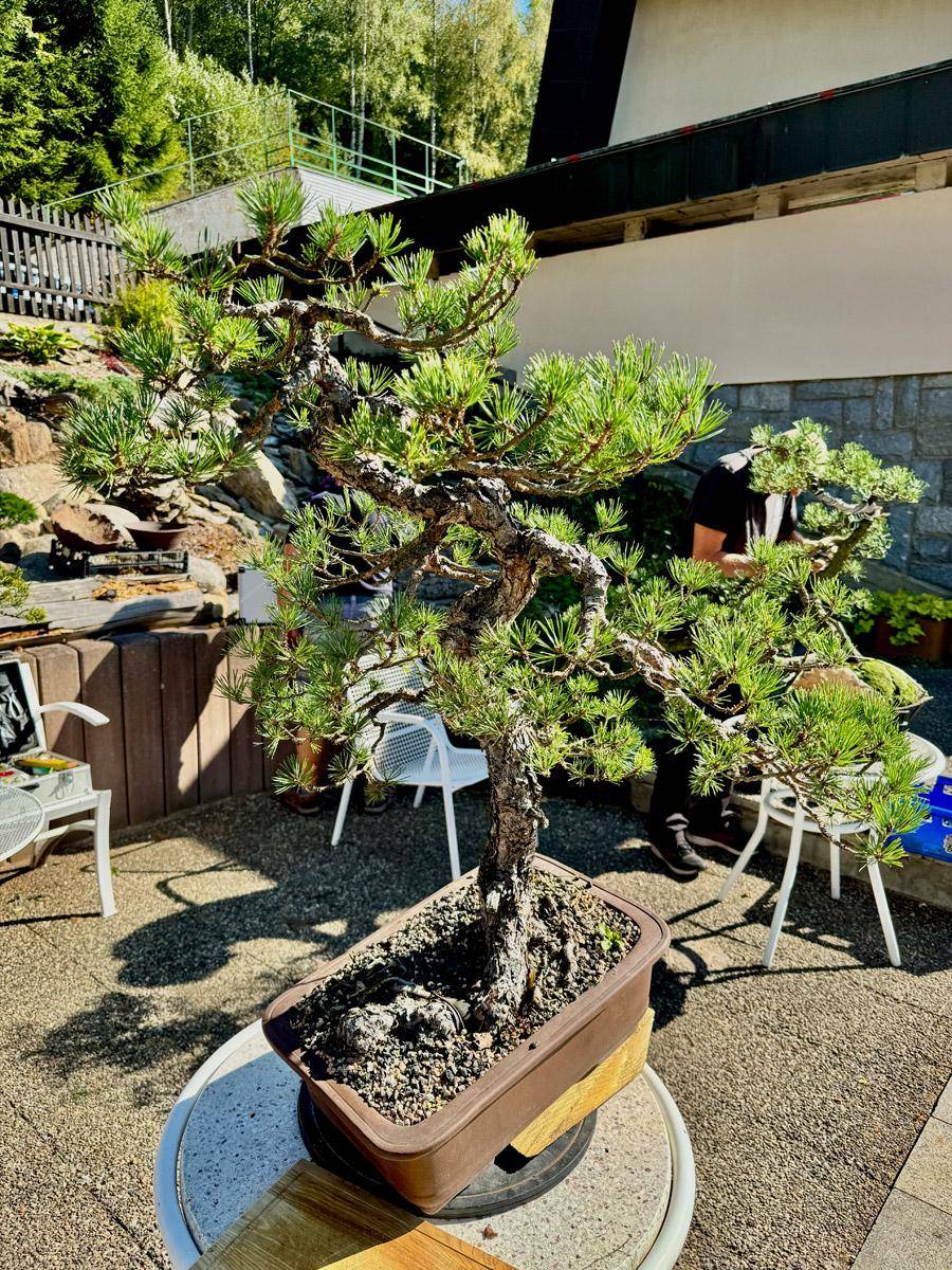 bonsai-skola-30