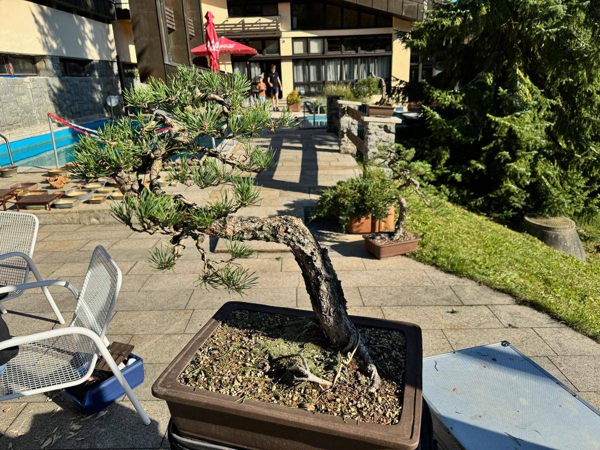 bonsai-skola-56