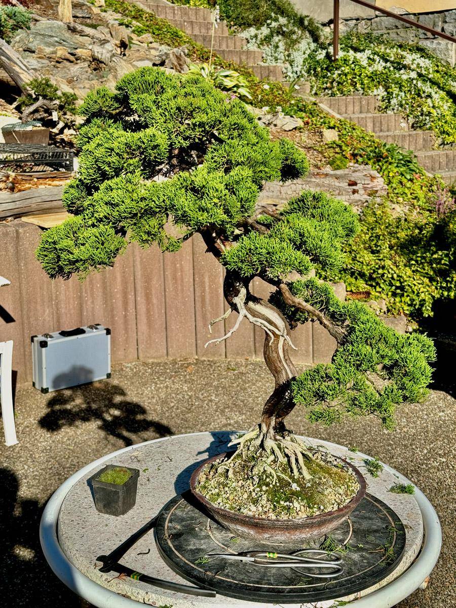 bonsai-skola-58