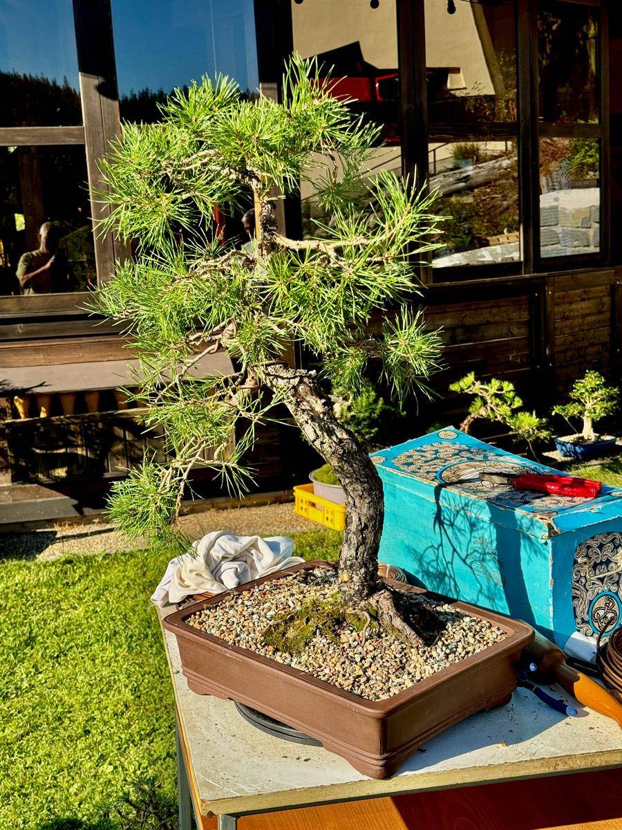 bonsai-skola-67