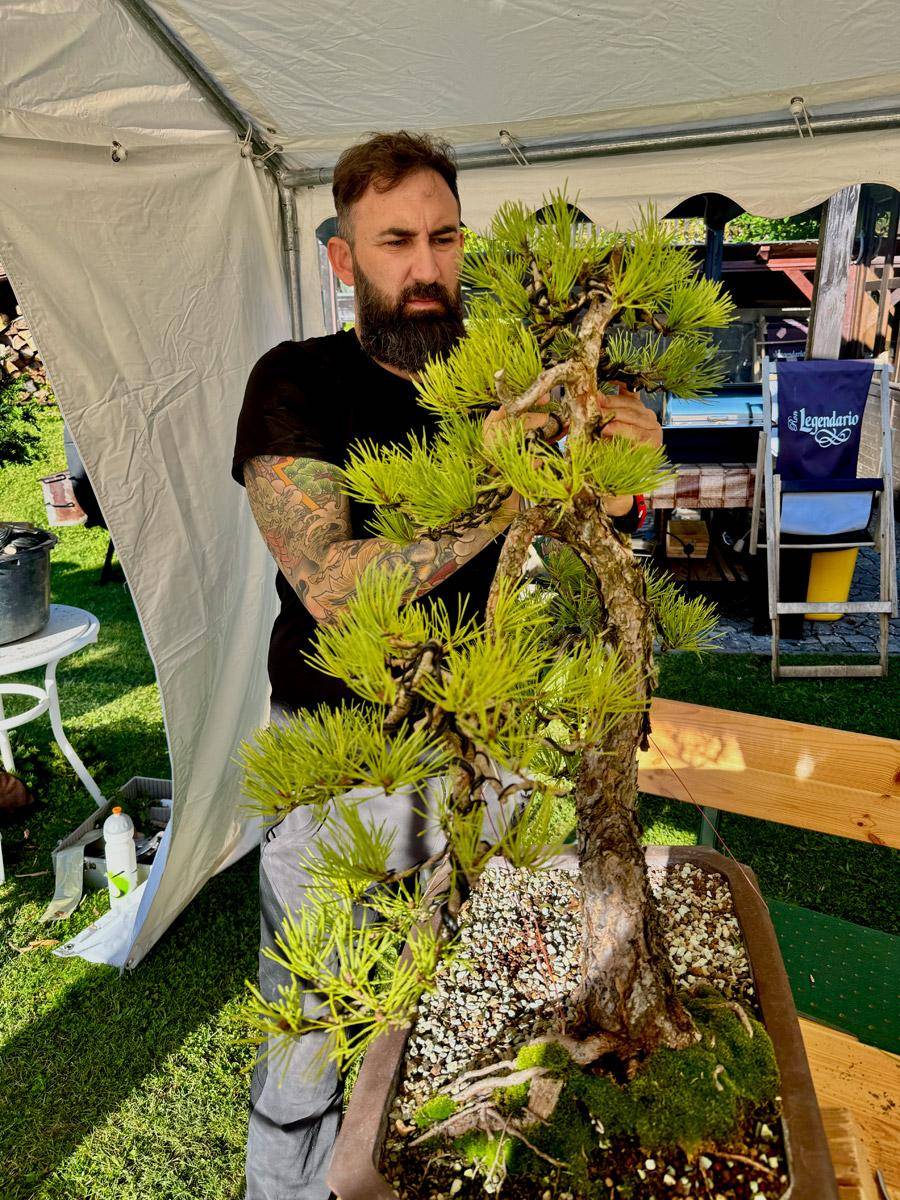 bonsai-skola-69