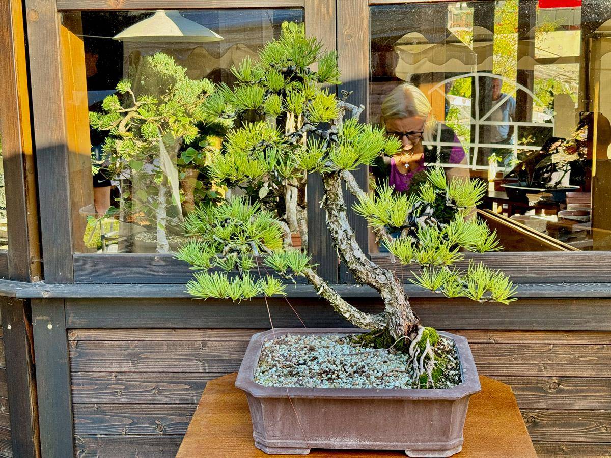 bonsai-skola-71