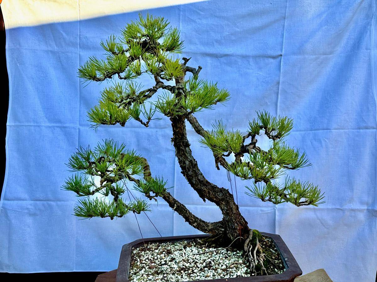 bonsai-skola-89