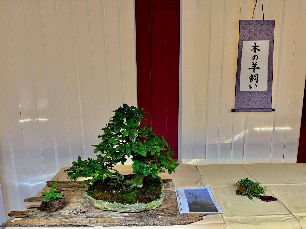 bonsai-skola-95